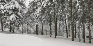 冬天的观点。在冰雪覆盖的冬季森林里拍摄视频、登山和徒步旅行。