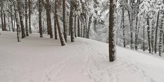 冬天的观点。在冰雪覆盖的冬季森林里拍摄视频、登山和徒步旅行。