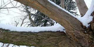 雪缓缓地飘落，树枝被雪覆盖