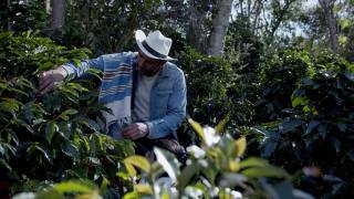 一位哥伦比亚农民在种植园教他的儿子如何摘咖啡豆视频素材模板下载