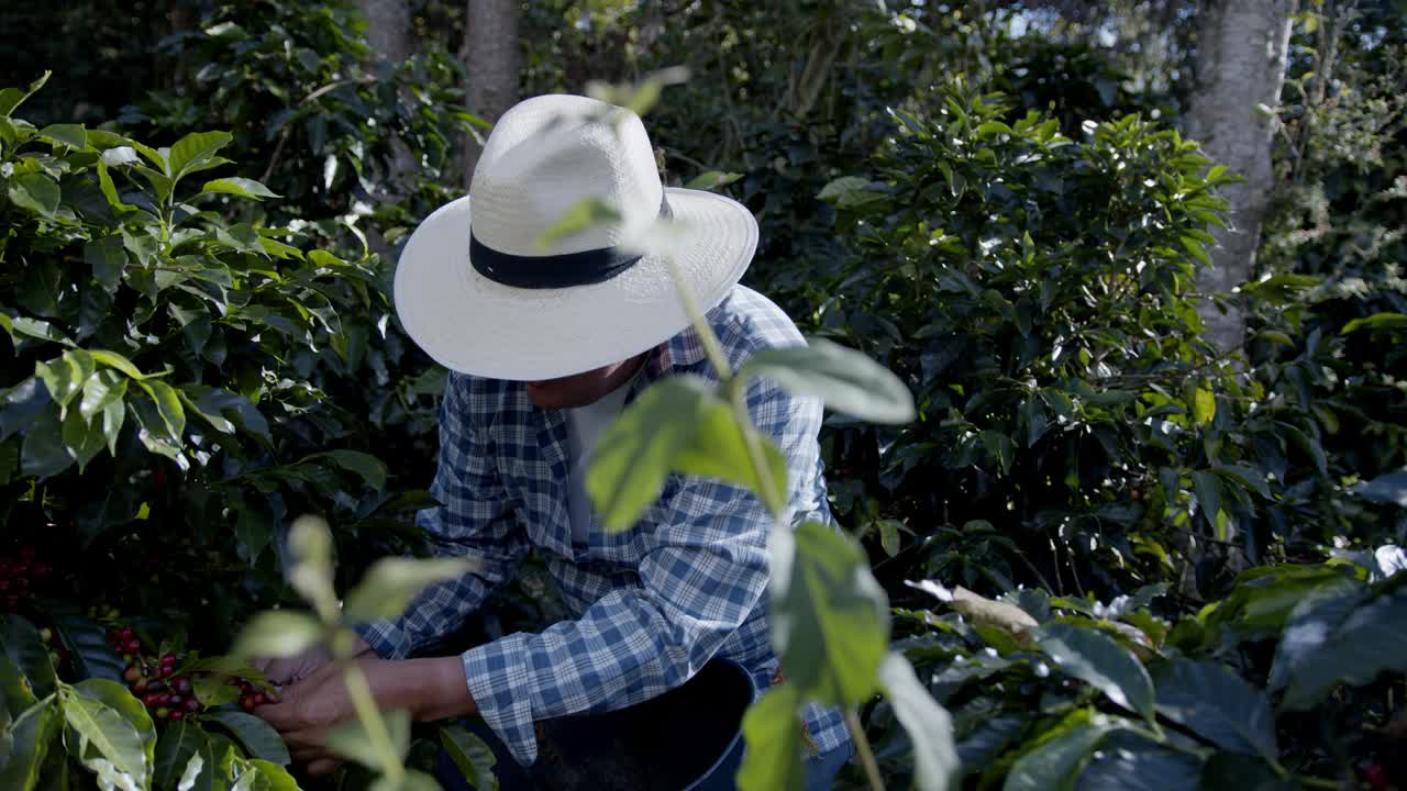 哥伦比亚咖啡农民在种植园里采摘咖啡豆