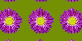 紫罗兰菊花图案上的绿色背景。简单的运动图形花卉动画