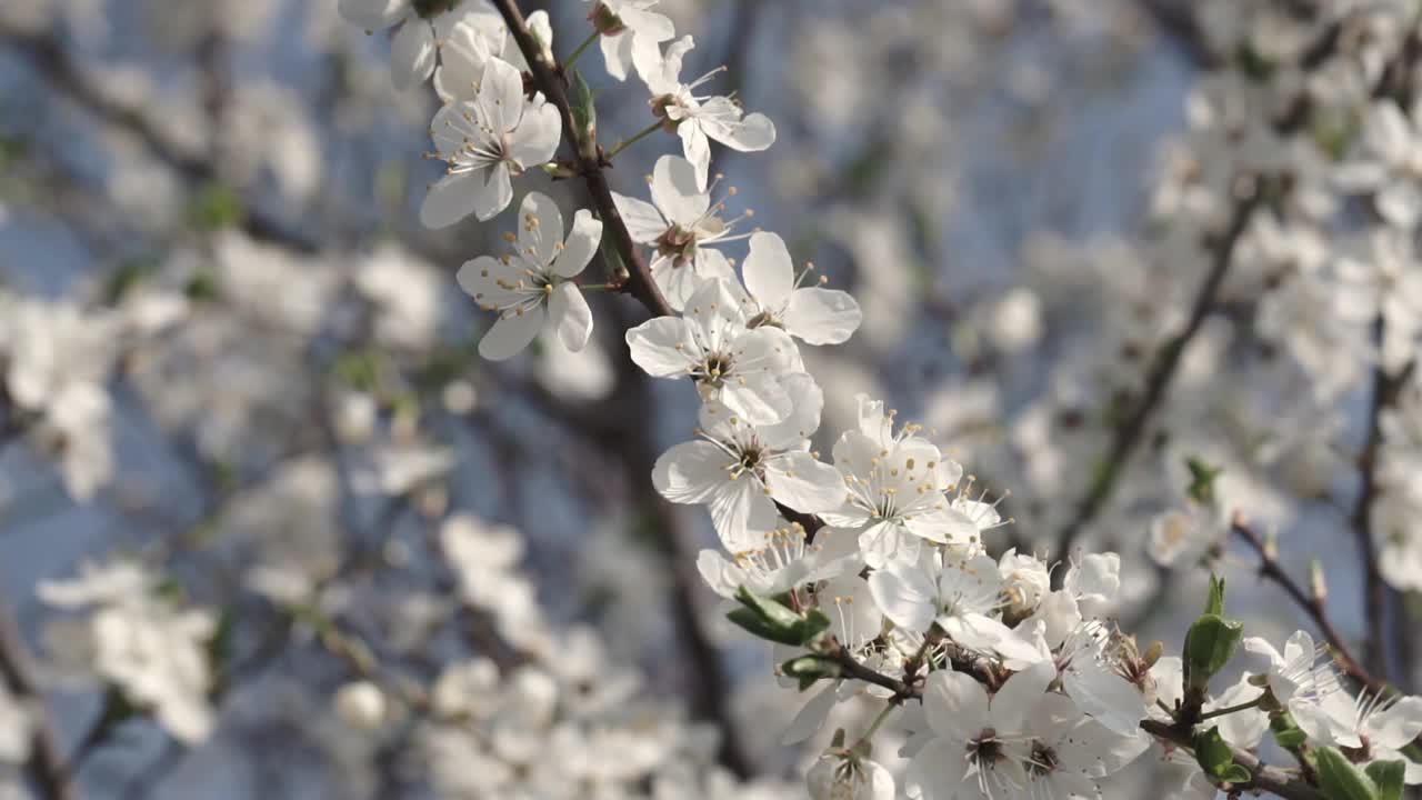 冬去春来梅花初绽，素雅洁白的梅花绽放