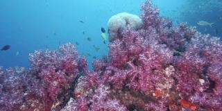 令人惊叹的亮粉色翡翠软珊瑚
