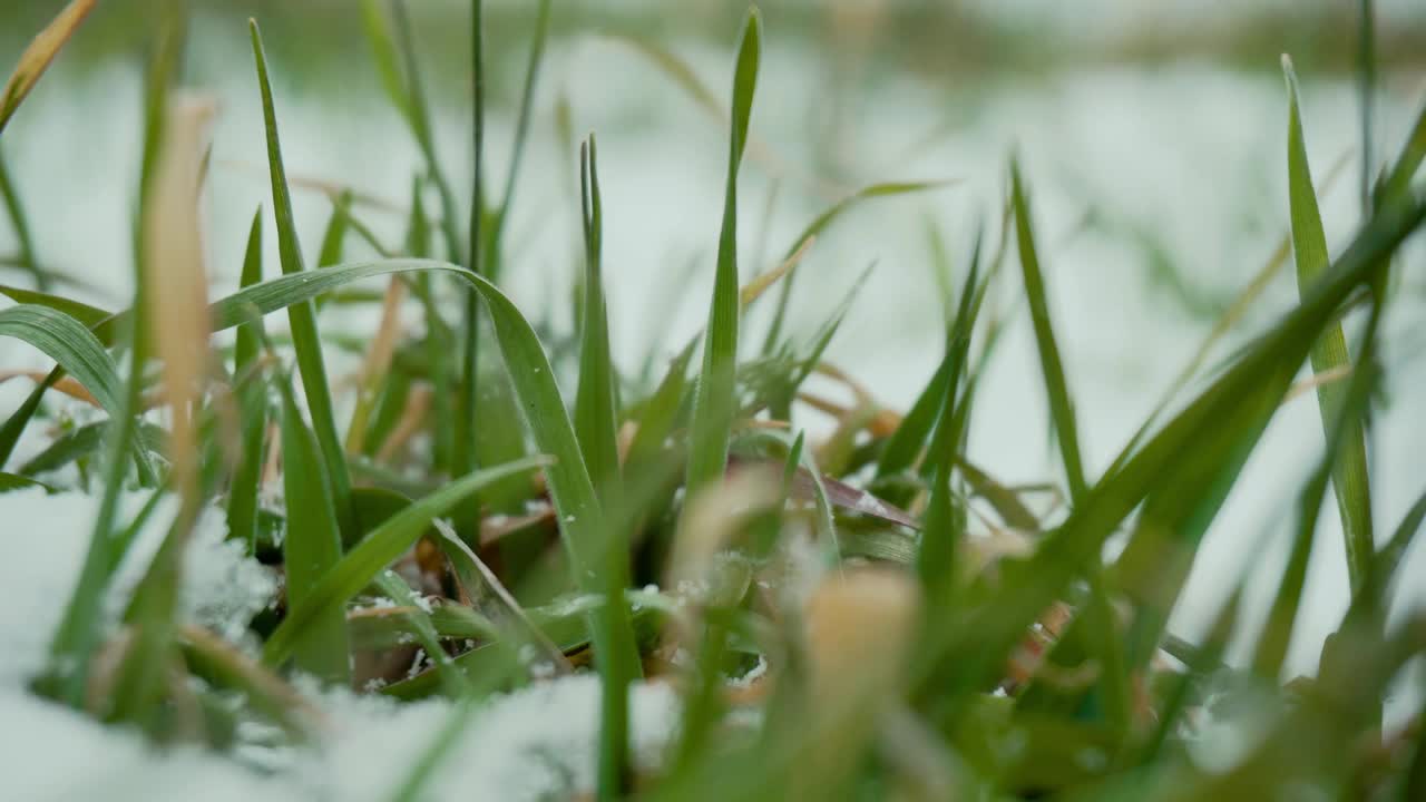 在多云的冬天，小麦或大麦植物与雪覆盖农民的田地的电影镜头