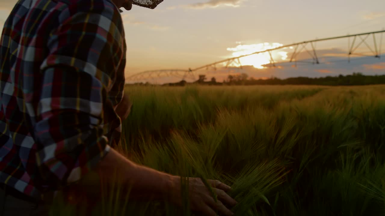 农民在灌溉地检查小麦植株的生长情况