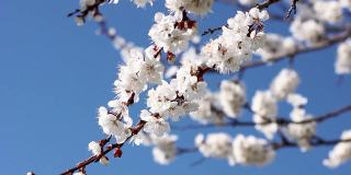 特写的杏花映衬着蓝天，开花的树木在春天的季节，自然的背景