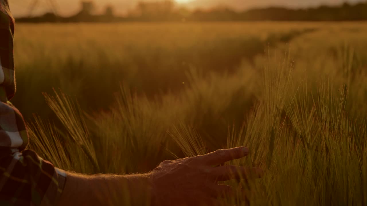 一名农民在穿过灌溉地时用手抚摸着麦穗