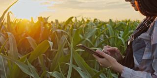 日落时分，一名年轻的女性农民在检查田里的玉米植株时，正在使用数字平板电脑