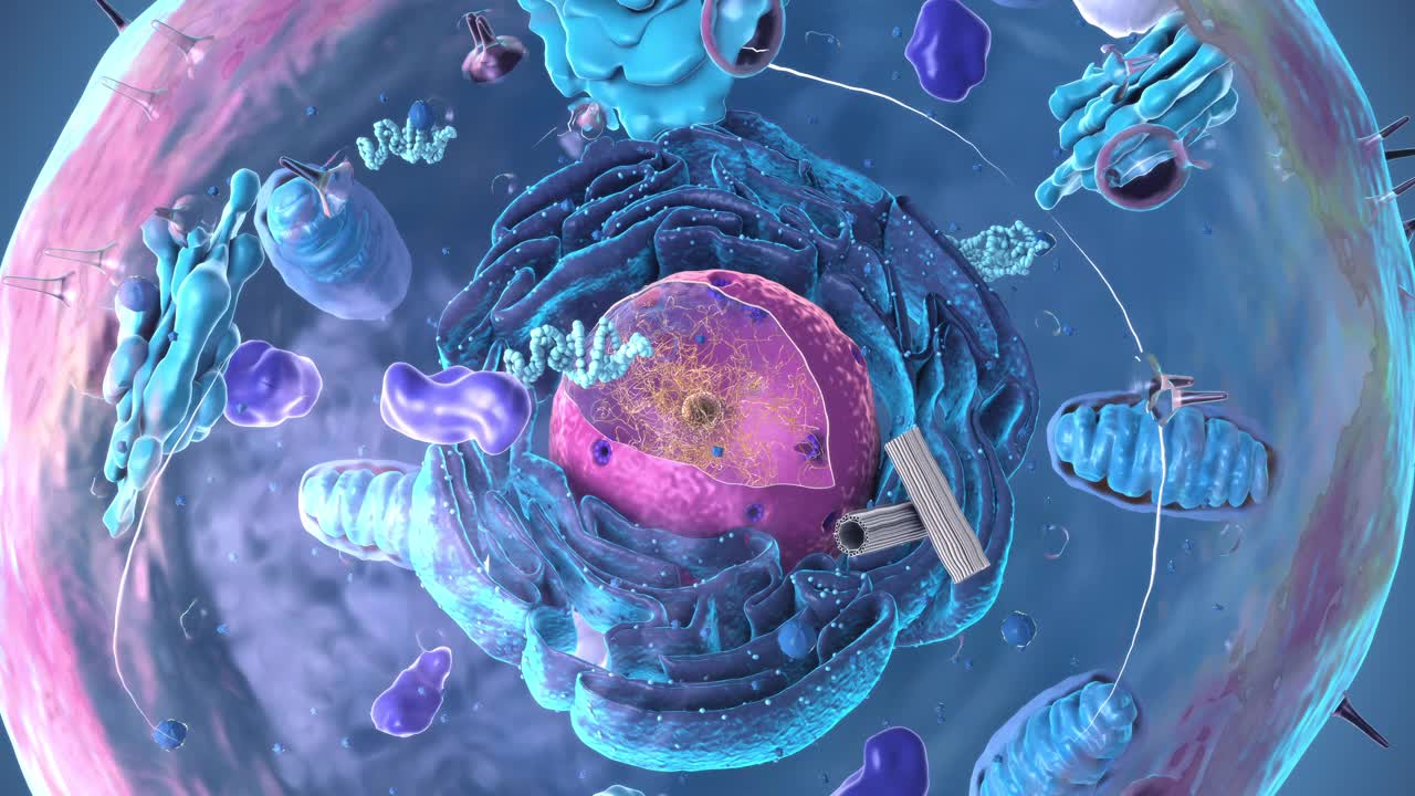 真核细胞、细胞核、细胞器和质膜成分的无缝环- 3d插图