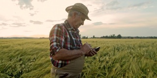 老农一边在麦田里散步一边看手机