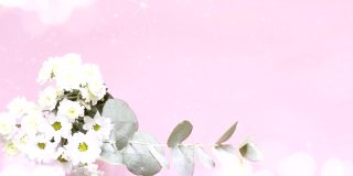 白色菊花和一根桉树枝在粉红色的背景与亮片和散焦。花视频模板。