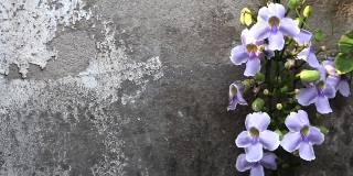 月桂(学名:Thunbergia laurifolia)紫色的花朵在自然光下盛开在古老的墙壁上