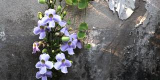 月桂(学名:Thunbergia laurifolia)紫色的花朵在自然光下盛开在古老的墙壁上