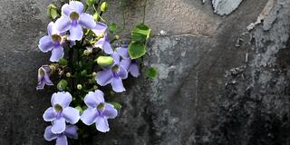 月桂(学名:Thunbergia laurifolia)紫色的花朵在自然光下盛开在古老的墙壁上