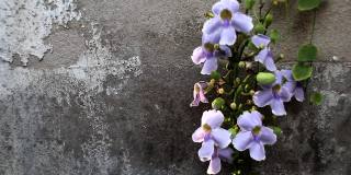 月桂(学名:Thunbergia laurifolia)紫色的花朵在自然光下盛开在古老的墙壁上