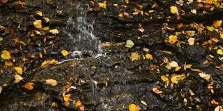 树叶和滴水循环