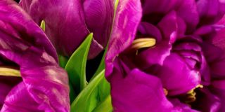 紫红色双郁金香的花香。孤立的黑色背景。时间流逝