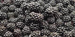 一堆新摘的黑莓，作为背景
