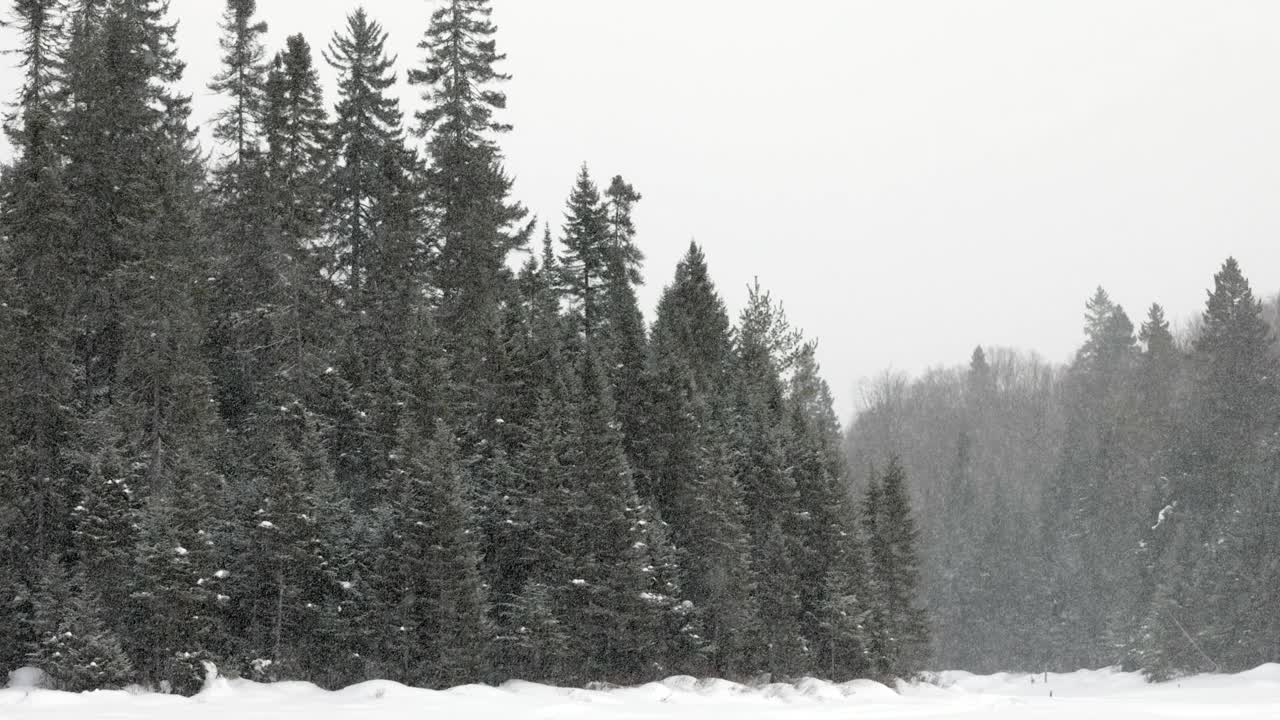 加拿大魁北克省劳伦提斯的冬季森林降雪