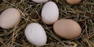 有机新鲜生鸡蛋放在干草中顺时针旋转。