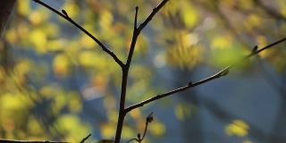 枝桠细密在一个美丽的秋日