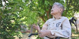 因痴呆症或阿尔茨海默病失去记忆的亚洲华人老人喜欢在晚上采摘花园装饰