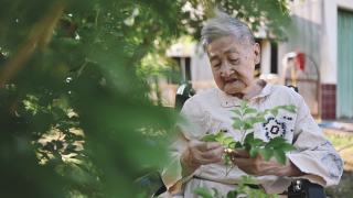 因痴呆症或阿尔茨海默病失去记忆的亚洲华人老人喜欢在晚上采摘花园装饰视频素材模板下载