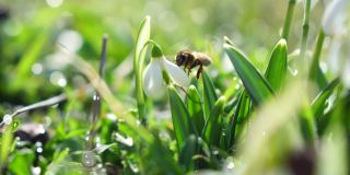 雪花莲在初春的森林中绽放。雪花莲，林间的雪花莲在风中摇曳。蜜蜂从第一个春天的雪花莲上采集蜂蜜，特写。雪花莲
