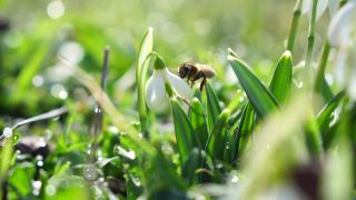 雪花莲在初春的森林中绽放。雪花莲，林间的雪花莲在风中摇曳。蜜蜂从第一个春天的雪花莲上采集蜂蜜，特写。雪花莲视频素材模板下载