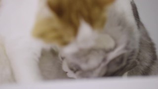 两只虎斑猫在家梳理毛发视频素材模板下载
