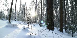 美丽的冬天森林在雪。雪花慢慢飘落，阳光灿烂。光滑的平移。