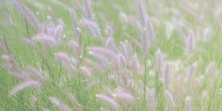 近距离的干草花流与风在冬季结束通过夏季季节，美丽的概念和背景