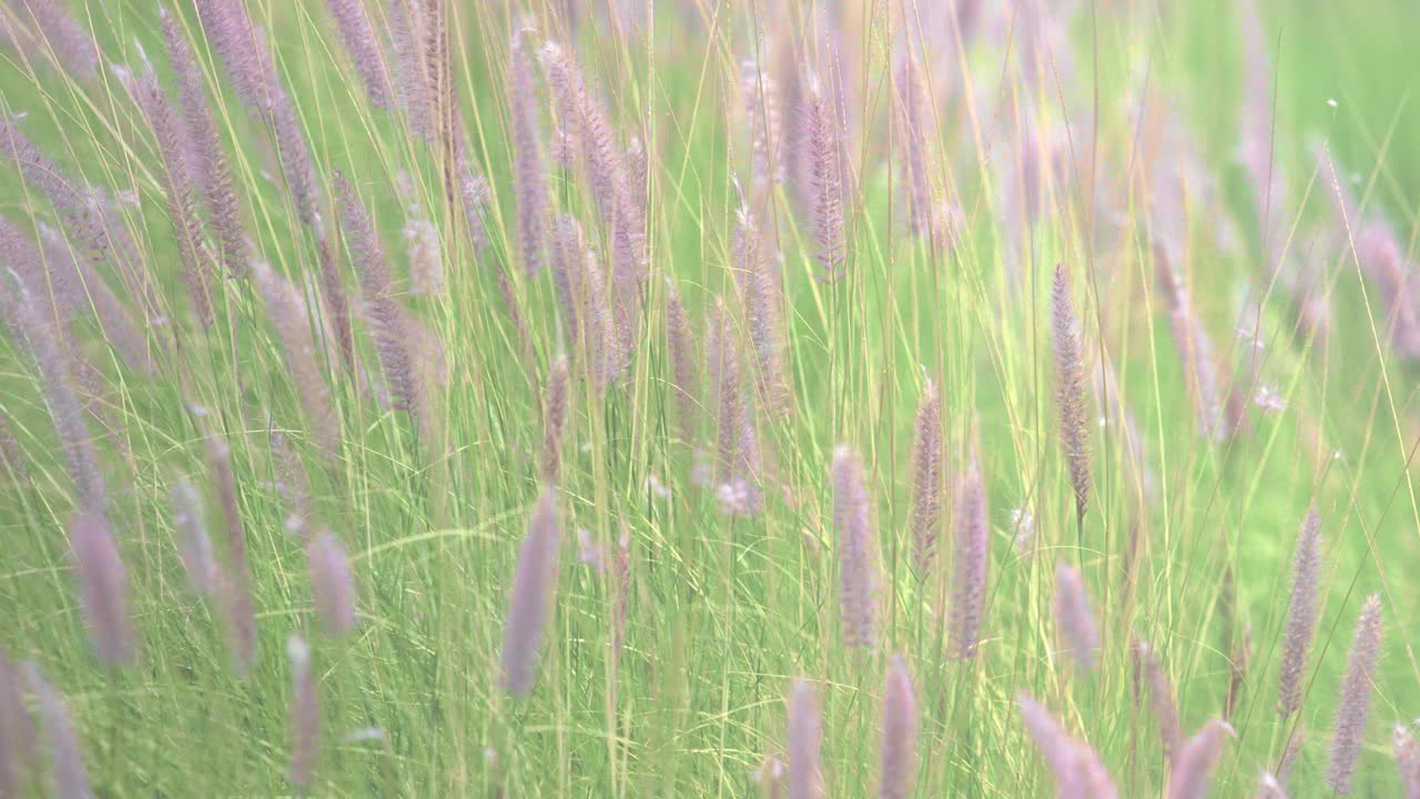 近距离的干草花流与风在冬季结束通过夏季季节，美丽的概念和背景