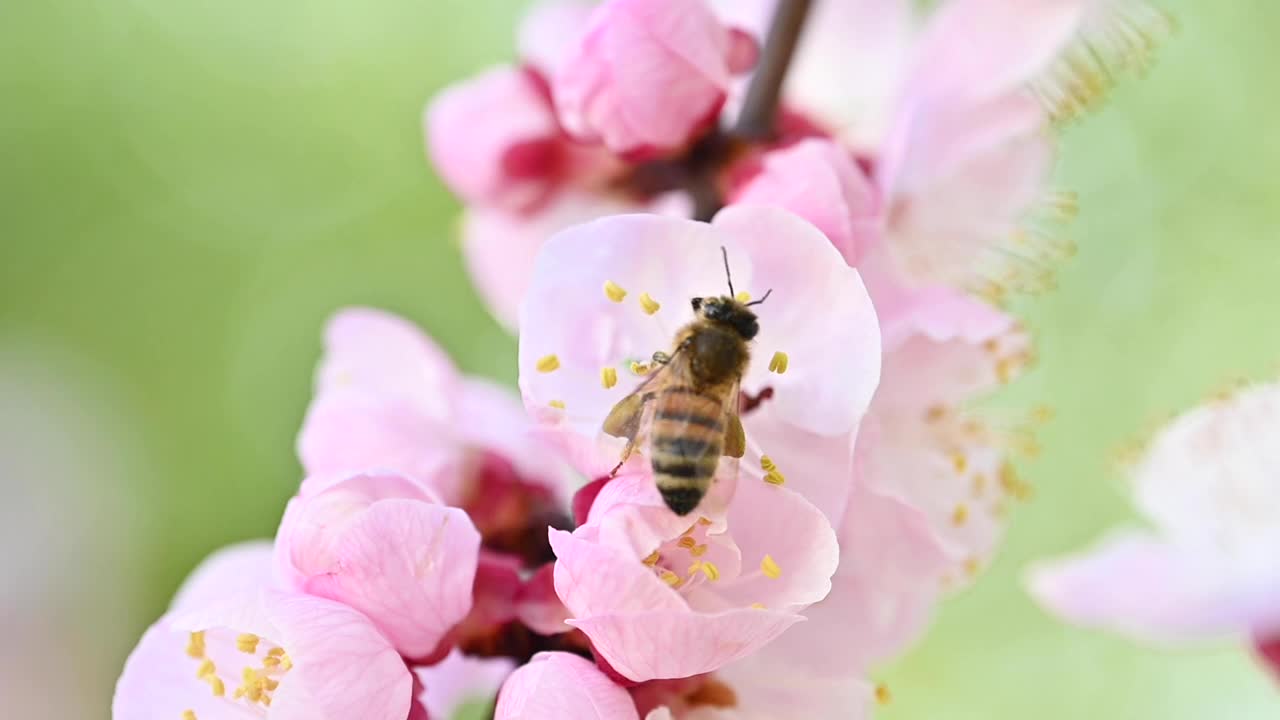 (选择性焦点)近距离观看蜜蜂收集花蜜从樱花的一些雌蕊在开花季节，日本京都