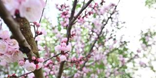一些樱花盛开季节的慢动作视频。日本京都