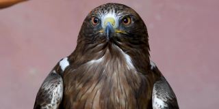 博内利的鹰(Aquila fasciata)或无冠鹰嗖的一声飞走了