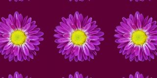 紫红色或紫红色背景上的紫罗兰菊图案。最小运动图形花卉概念动画