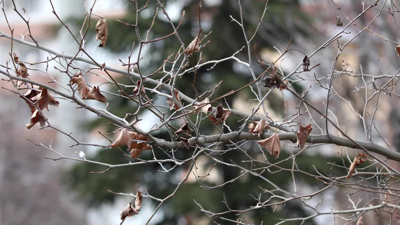 冬天干燥的树枝。