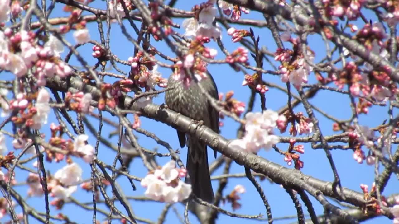 日本。3月。鸟语花香，春意盎然。