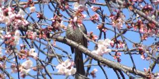 日本。3月。鸟语花香，春意盎然。