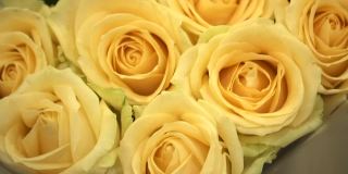 白玫瑰。乳白色的玫瑰。黄色的花朵。花瓶里的一束切花。