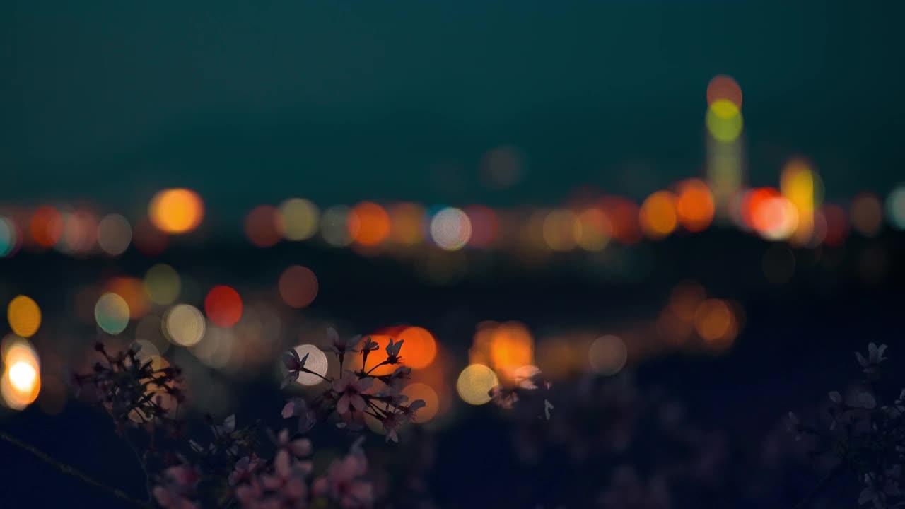 樱花与城市景观背景在春天的夜晚
