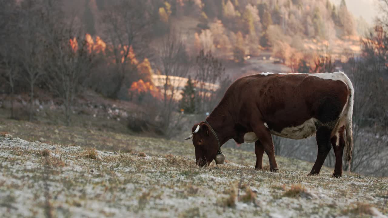在一个寒冷的早晨，太阳从背后升起时，一头棕色的奶牛正在吃干草