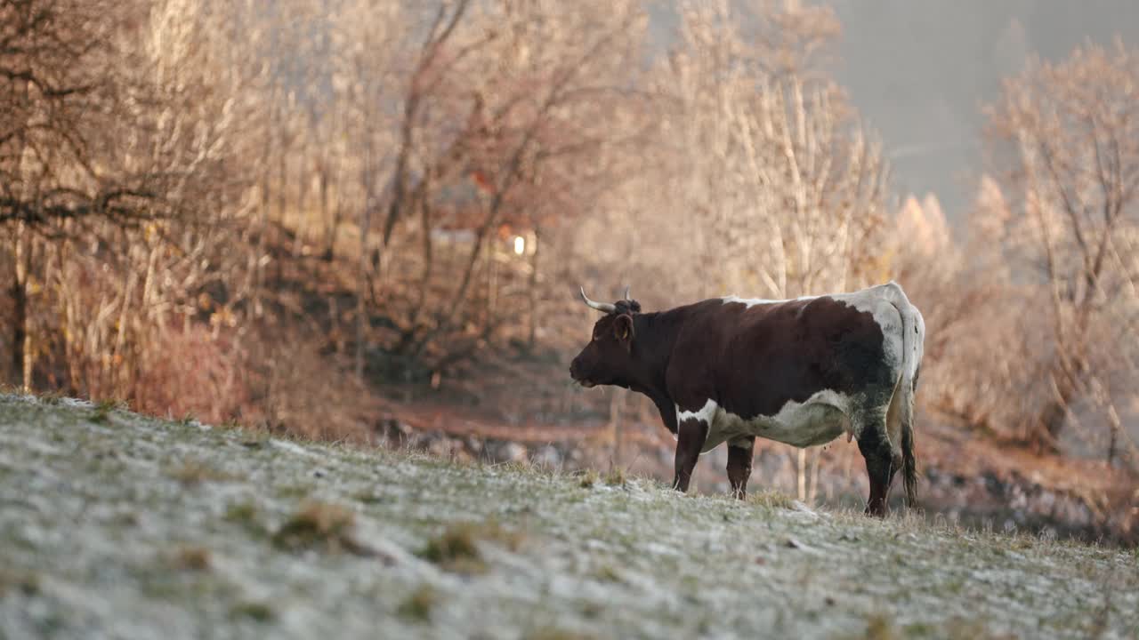 在一个寒冷的早晨，一头棕色的牛在吃草