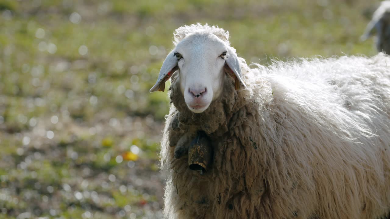 一只羊看着摄像机，慢镜头里咀嚼着