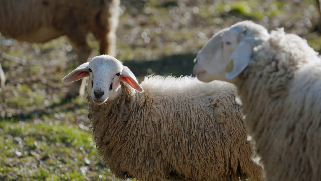 一只可爱的小羊羔在妈妈旁边看着摄像机
