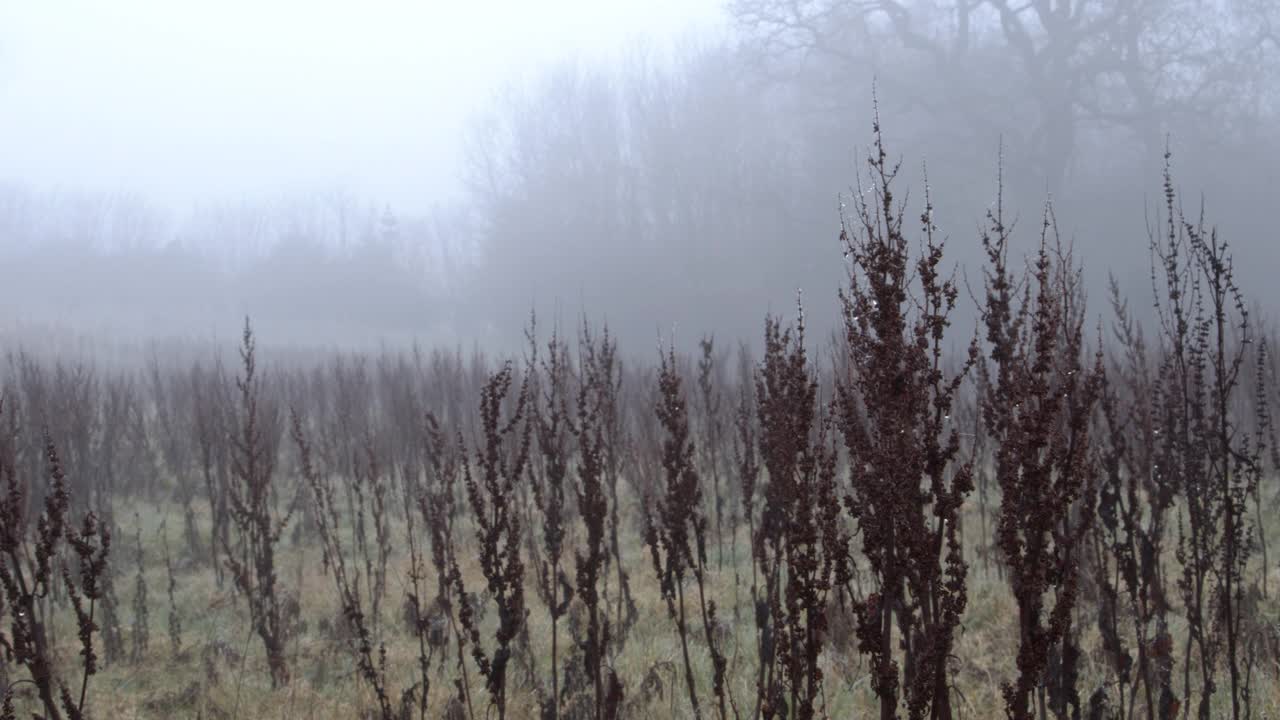 深冬/早春的田野上有雾。多莉。