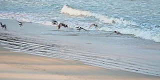 一群鸟儿飞过大海的慢镜头