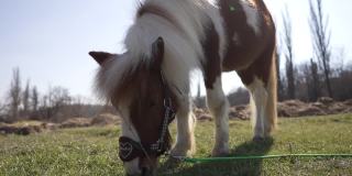 在动物救助中心，小马驹正在草地上吃草
